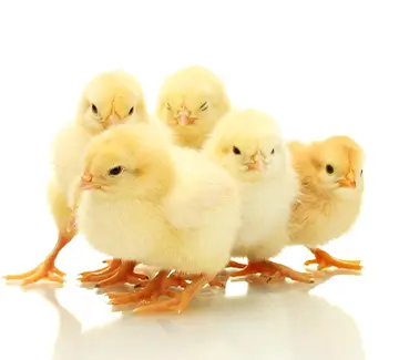 Breeder Chicks