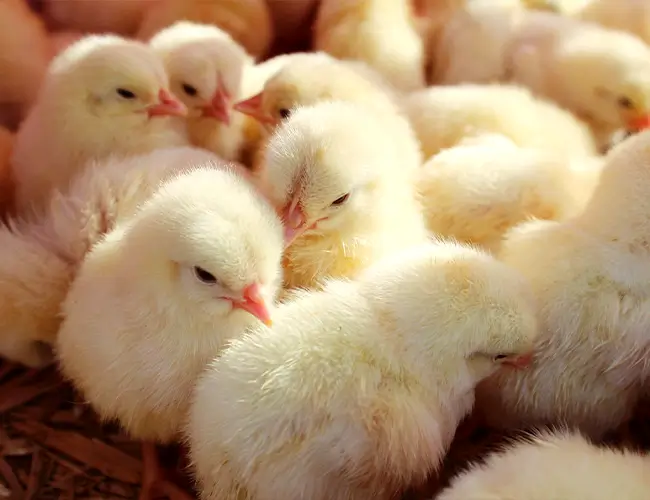 Premium Breeder Chicks